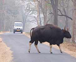 Coorg Tourism